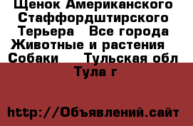 Щенок Американского Стаффордштирского Терьера - Все города Животные и растения » Собаки   . Тульская обл.,Тула г.